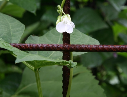 Growing Beans Vertically as Legumes Part 1